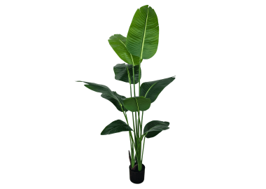 ציפור גן עדן 1.6 מטר