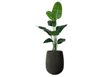 ציפור גן עדן 1.6 מטר+כד סנטוריני 40X34 שחור