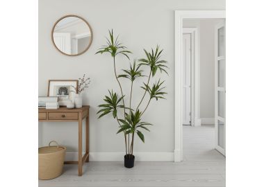 עץ קורדיליין 200 ס"מ