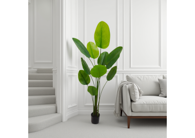 עץ אנוביה 180 סמ