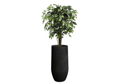 פיקוס ירוק 1.2 מטר+כד אתונה 60X30 +חלוקי נחל ומילוי לכד-שחור