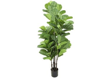 פיקוס כינורי 1.5 מטר UV לשמש מלאה