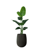 ציפור גן עדן 1.6 מטר+כד סנטוריני 40X34 שחור