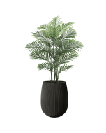דקל אריקה 1.65 מטר+כד סנטוריני 40X34+חלוקי נחל ומילוי לכד-שחור