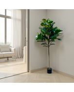 עץ פיקוס 160 ס"מ