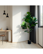 עץ פיקוס 130 ס"מ