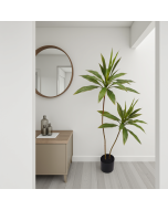 עץ קורדיליין 120 ס"מ