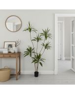 עץ קורדיליין 200 ס"מ