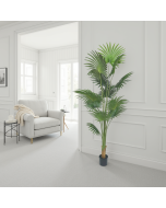 עץ ליוויסטונה 220 ס"מ