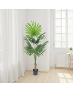 עץ ליוויסטונה 140 ס"מ