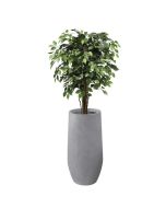 פיקוס ירוק 1.2 מטר+כד אתונה 80X40 +חלוקי נחל ומילוי לכד-אפור